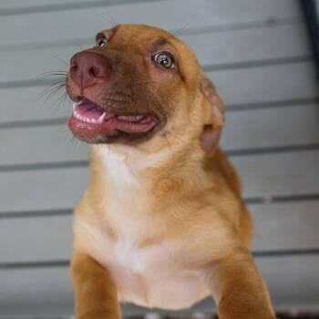 Gelato -  Mixed Breed Dog for Adoption in Bradenton, Florida - Gelato | PetCurious