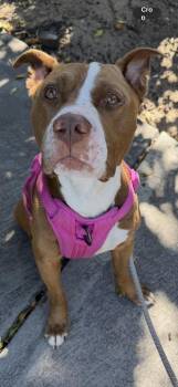 BROCK -  Boxer and American Staffordshire Terrier Dog for Adoption in West Hollywood, California - BROCK | PetCurious