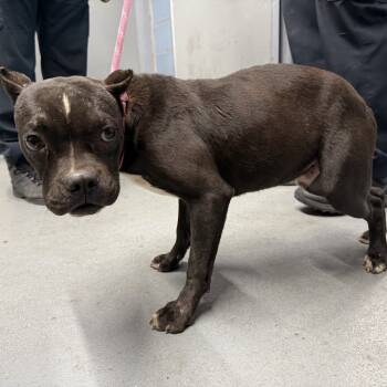 Rescue American Staffordshire Terrier Dogs for Adoption in Northbrook, Illinois - Folklore | PetCurious