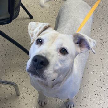 Rescue Terrier Dogs for Adoption in Winnabow, North Carolina - Salty | PetCurious