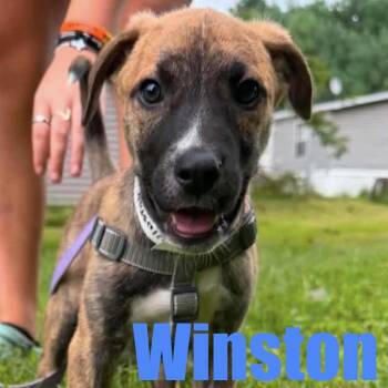 Winston -  Hound and Mixed Breed Dog for Adoption in Ellicott City, Maryland - Winston | PetCurious