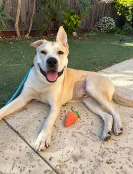 Rescue Shepherd and Labrador Retriever Dogs for Adoption in San Jose, California - Tug | PetCurious