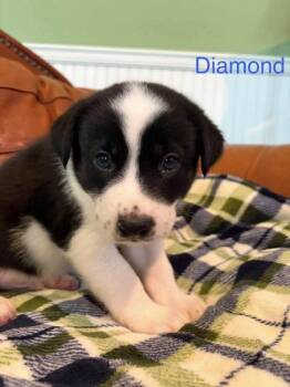 Diamond -  Bernese Mountain Dog and Golden Retriever Dog for Adoption in Morton Grove, Illinois - Diamond | PetCurious