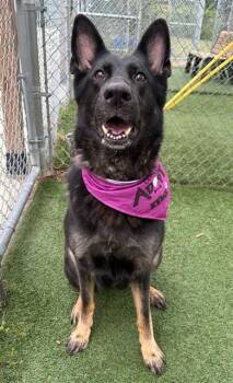 SKYLAN -  Mixed Breed Dog for Adoption in Columbia, South Carolina - SKYLAN | PetCurious