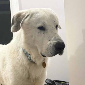 Glenn -  Great Pyrenees and Mixed Breed Dog for Adoption in Atlanta, Georgia - Glenn | PetCurious