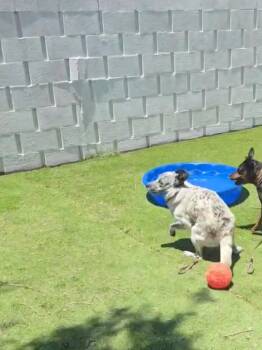 Blizzard -  Cattle Dog and Portuguese Water Dog Dog for Adoption in Tacoma, Washington - Blizzard | PetCurious