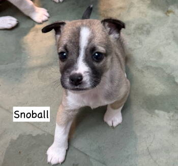 Rescue Parson Russell Terrier Dogs for Adoption in Gilberts, Illinois - U- SNOBALL | PetCurious