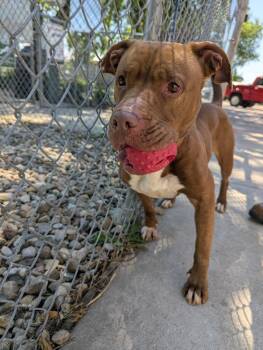 Honey -  Pit Bull Terrier Dog Available for Adoption in La Porte, Indiana - Honey | PetCurious