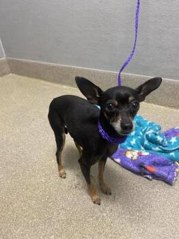 Chihuahua Dogs Available for Adoption in Las Vegas, Nevada - HERSHEY | PetCurious