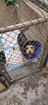 Beagle and Terrier Dogs Available for Adoption in Anchorage, Alaska - NOA | PetCurious