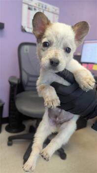 Australian Cattle Dog Blue Heeler and Mixed Breed Dogs Available for Adoption - Banjo | PetCurious