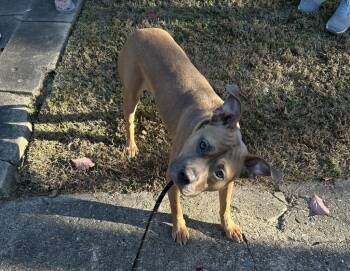 Pit Bull Terrier Dogs Available for Adoption - Coby | PetCurious