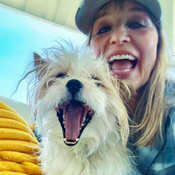Eddie -  Papillon and Terrier Dog for Adoption in Chapel Hill, North Carolina - Eddie | PetCurious