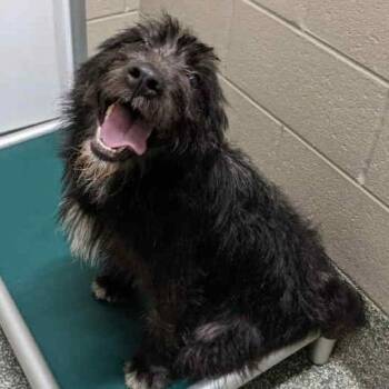 Poodle and Australian Cattle Dog Blue Heeler Dogs Available for Adoption - CT Maple | PetCurious