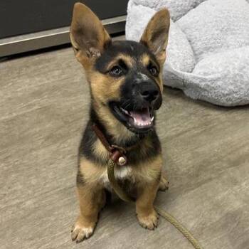 Joel -  German Shepherd Dog and Mixed Breed Dog for Adoption in Pasadena, California - Joel | PetCurious