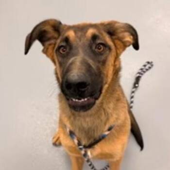 Anders -  Shepherd and None Dog for Adoption in Reno, Nevada - Anders | PetCurious