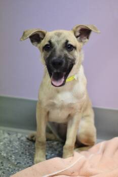 Bow Tie in NH. Come Meet our Adoptable Dogs Wednesday-Saturday.  -  Shepherd Dog for Adoption in Manchester, New Hampshire - Bow Tie In NH. Come Meet Our Adoptable Dogs Wednesday-Saturday.  | PetCurious