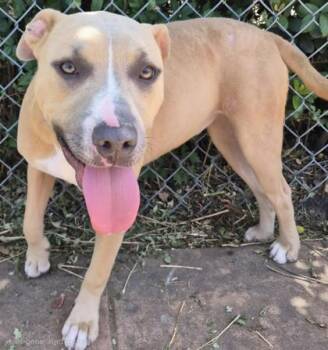 Frappe -  Pit Bull Terrier and Mixed Breed Dog for Adoption in Shreveport, Louisiana - Frappe | PetCurious