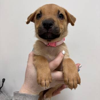 Marner -  Mixed Breed Dog for Adoption in Las Vegas, Nevada - Marner | PetCurious