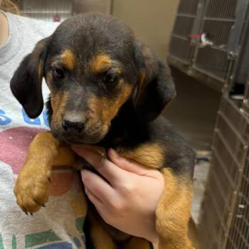 Mixed Breed Dogs Available for Adoption - Fidget | PetCurious