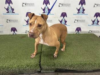 Pit Bull Terrier Dogs Available for Adoption - MARIE | PetCurious