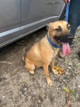 Fifi -  Belgian Shepherd Malinois and Labrador Retriever Dog for Adoption in Ramona, California - Fifi | PetCurious