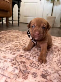 Canyon Trailblazer -  American Bully and Labrador Retriever Dog for Adoption in Friendswood, Texas - Canyon Trailblazer | PetCurious