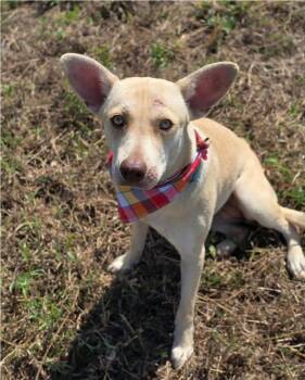 Blair -  Corgi and Husky Dog for Adoption in Sedalia, Colorado - Blair | PetCurious