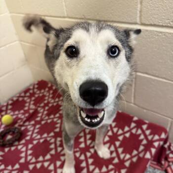 Slushie -  Mixed Breed Dog for Adoption in Hendersonville, North Carolina - Slushie | PetCurious