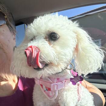 Loofa -  Bichon Frise Dog for Adoption in Las Vegas, Nevada - Loofa | PetCurious