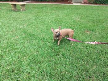 ZOEY -  French Bulldog Dog for Adoption in Fort Lauderdale, Florida - ZOEY | PetCurious