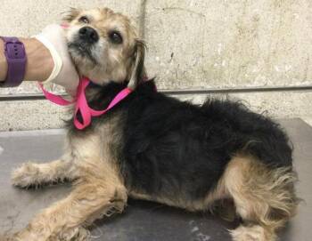 MAGNUS -  Terrier and Mixed Breed Dog for Adoption in Riverside, California - MAGNUS | PetCurious