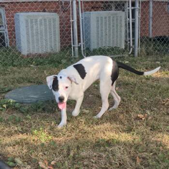 Pit Bull Terrier Dogs Available for Adoption in Normal, Illinois - Checkers | PetCurious