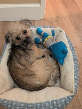Chip -  Terrier Dog for Adoption in Corona, California - Chip | PetCurious
