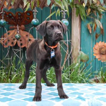 Retriever Dogs Available for Adoption - Crow | PetCurious