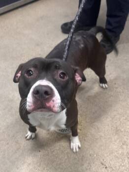 Rescue Pit Bull Terrier Dogs for Adoption in Cleveland, Ohio - Simba | PetCurious