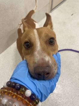 Rescue Terrier and Mixed Breed Dogs for Adoption in Honolulu, Hawaii - Pogi | PetCurious