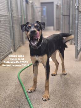 Rescue Doberman Pinscher Dogs for Adoption in Pottsville, Pennsylvania - Wonton | PetCurious