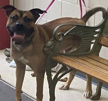 BROOKS -  American Bulldog and Mixed Breed Dog for Adoption in Anchorage, Alaska - BROOKS | PetCurious