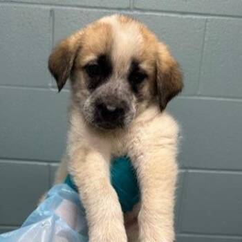 Anatolian Shepherd and Mixed Breed Dogs Available for Adoption in Kansas City, Missouri - Sir Dollar General | PetCurious