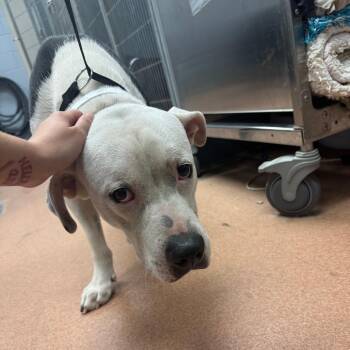 Big Head -  Mixed Breed Dog for Adoption in Columbus, Georgia - Big Head | PetCurious