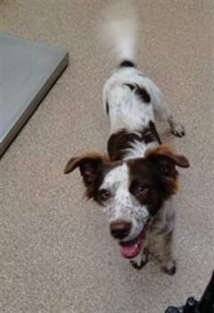 VAL -  Australian Shepherd and Mixed Breed Dog for Adoption in Albuquerque, New Mexico - VAL | PetCurious