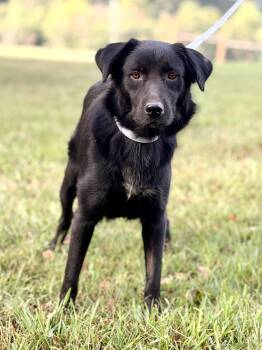 Bessie- Transport -  Border Collie and Mixed Breed Dog for Adoption in Gradyville, Kentucky - Bessie- Transport | PetCurious