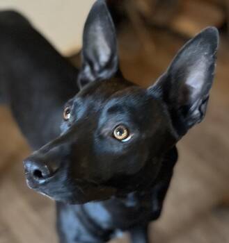 Rescue Australian Kelpie Dogs for Adoption in Spring, Texas - Max | PetCurious