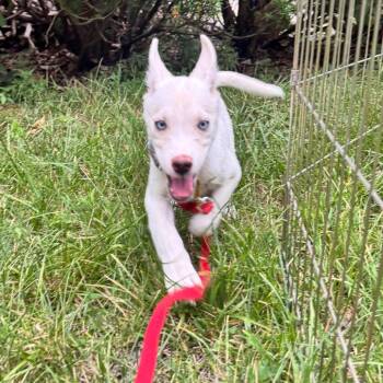 Marcia -  Labrador Retriever and Husky Dog for Adoption in Ferndale, Michigan - Marcia | PetCurious
