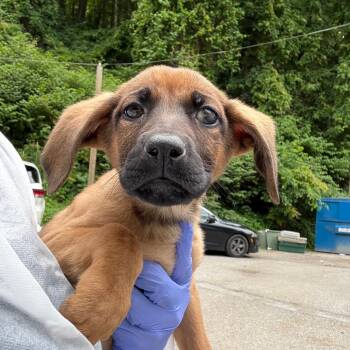 Mixed Breed Dogs Available for Adoption in Charleston, West Virginia - Daniela | PetCurious