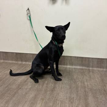 Chip -  Belgian Shepherd Malinois Dog for Adoption in Pasadena, California - Chip | PetCurious