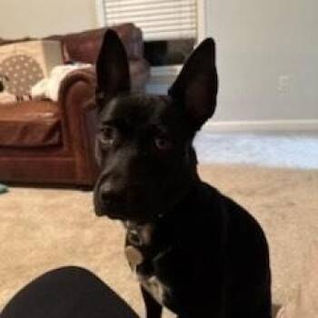 Rescue Australian Kelpie Dogs for Adoption in Burlington, New Jersey - Brittany | PetCurious