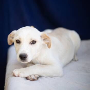 Rescue Mixed Breed Dogs for Adoption in Brownsboro, Alabama - Pollyanna | PetCurious