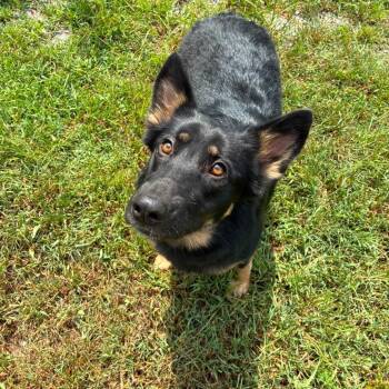 Lottie -  German Shepherd Dog Dog for Adoption in Hohenwald, Tennessee - Lottie | PetCurious